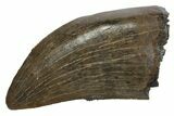 Serrated, Tyrannosaur (Nanotyrannus) Tooth - Montana #350425-1